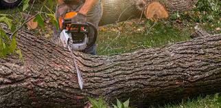 How Our Tree Care Process Works  in  Ovilla, TX