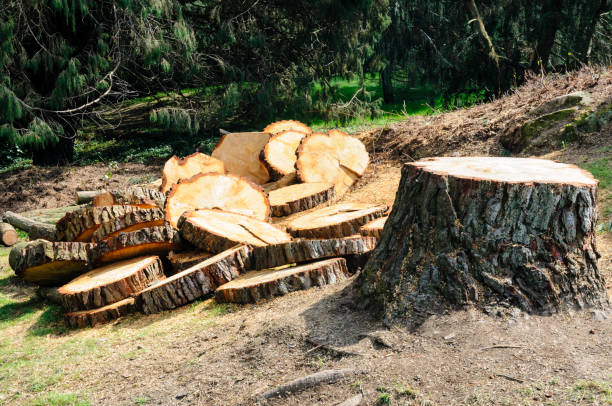 Professional Tree Removal Services in Ovilla, TX